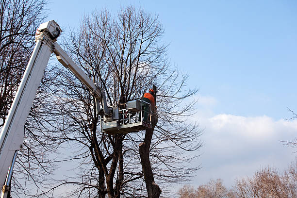 Best Tree Removal Service  in Grantville, GA